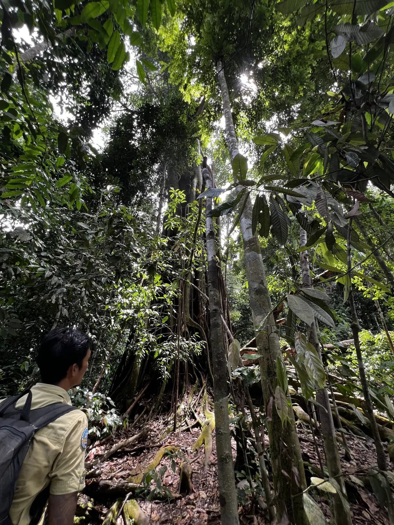 Tall rainforest canopy and jungle trail in North Sumatra