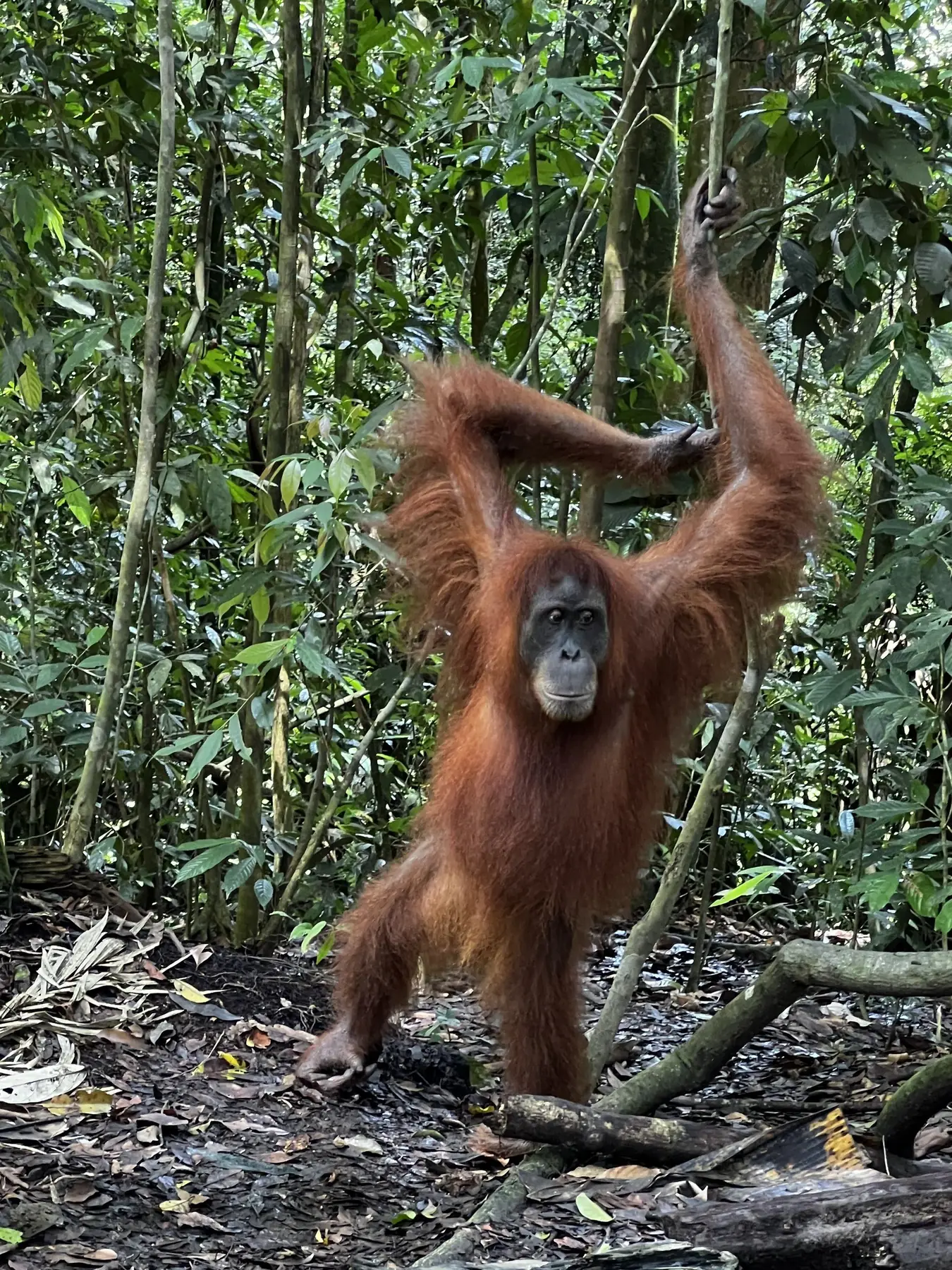 Orangutan Trail experience in North Sumatra