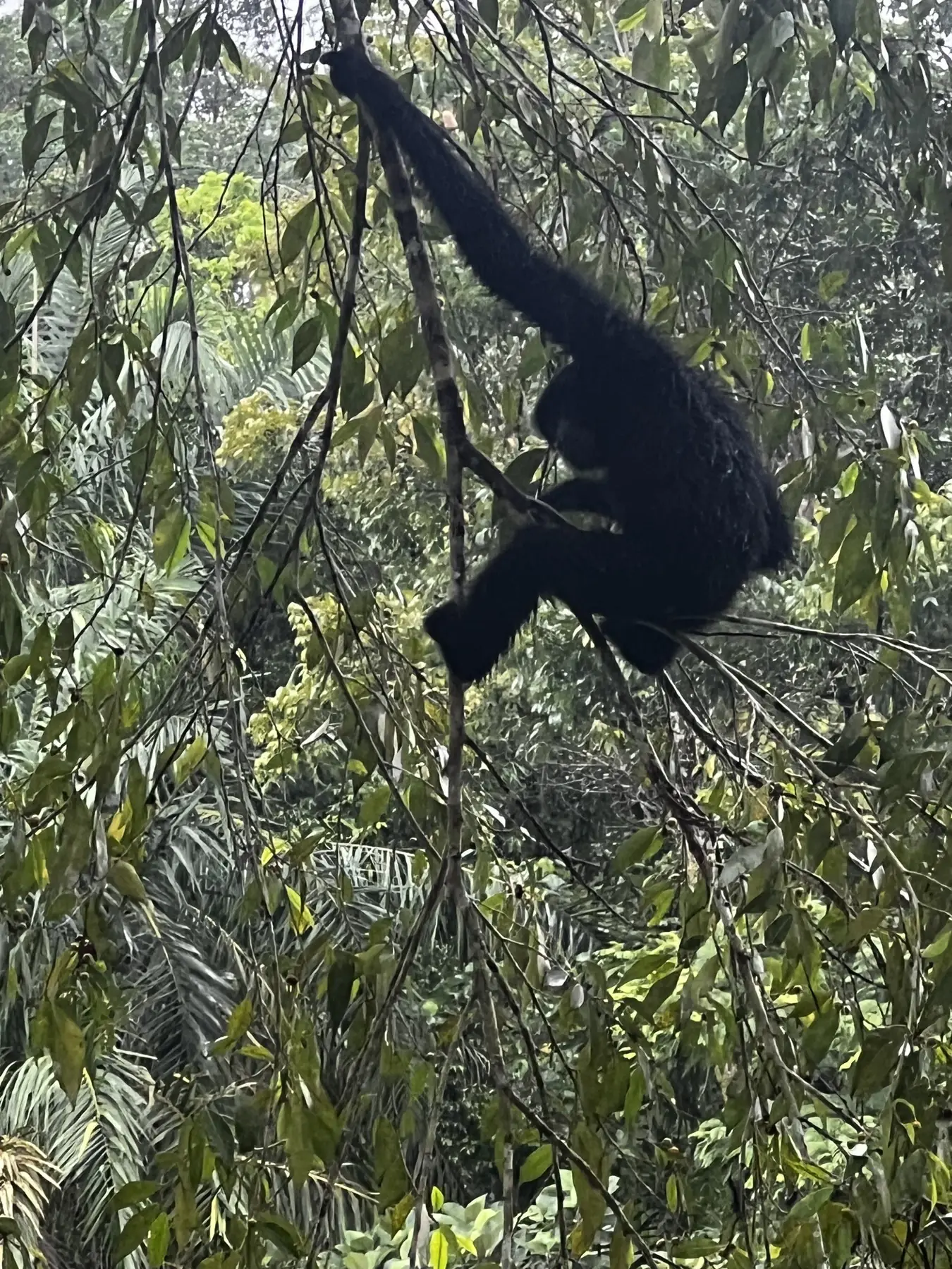 Orangutan moving through the Bukit Lawang rainforest