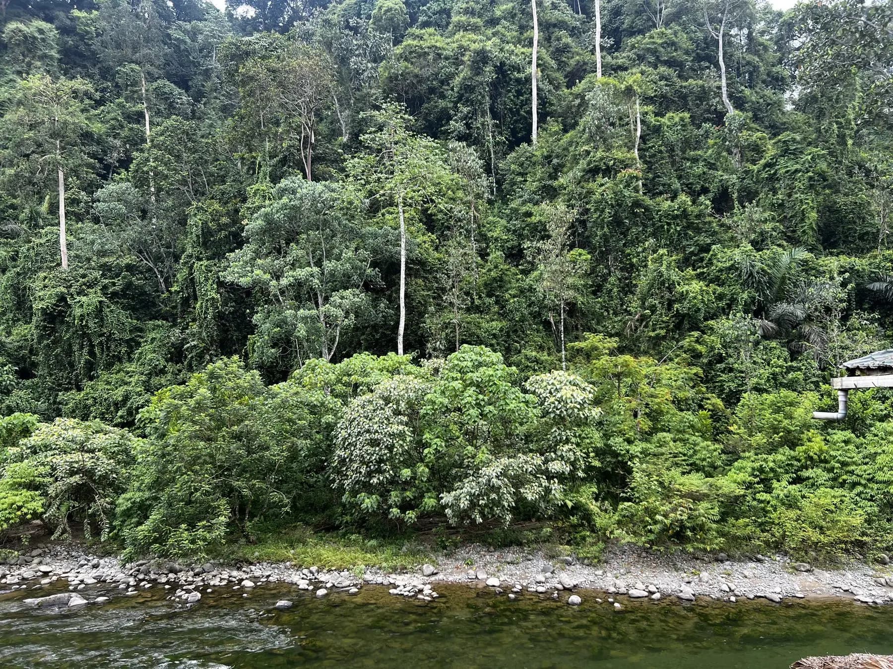 Rainforest river corridor near Bukit Lawang